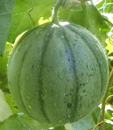 Rare Melon Queen Anna Decorative Edible seeds